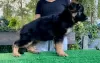 Additional photos: Beautiful German Shepherd puppies for Europe for sale!