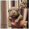 Additional photos: American bully puppy