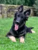 Photo №2 to announcement № 68531 for the sale of german shepherd - buy in Poland private announcement, breeder