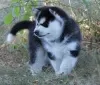 Photo №1. siberian husky - for sale in the city of Aarschot | Is free | Announcement № 105500