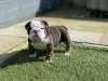 Photo №1. english bulldog - for sale in the city of Santa Fe Springs | 400$ | Announcement № 100201