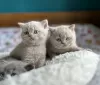 Photo №1. british shorthair - for sale in the city of Васа | Is free | Announcement № 130641