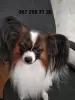 Photo №4. I will sell papillon dog in the city of Krivoy Rog. breeder - price - 500$