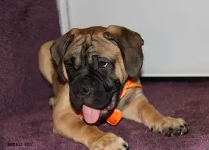 Photo №1. bullmastiff - for sale in the city of Москва | 410$ | Announcement № 4354