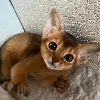 Additional photos: Abyssinian kittens