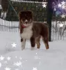 Photo №1. australian shepherd - for sale in the city of Москва | 675$ | Announcement № 12124