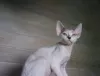 Photo №2 to announcement № 11175 for the sale of devon rex - buy in Russian Federation private announcement