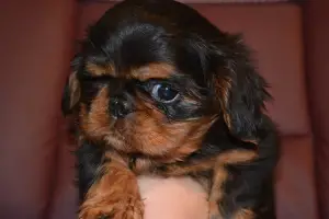 Additional photos: King Charles Spaniel