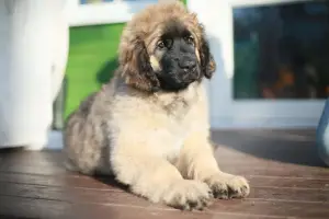 Photo №3. Puppy leonberger. Belarus