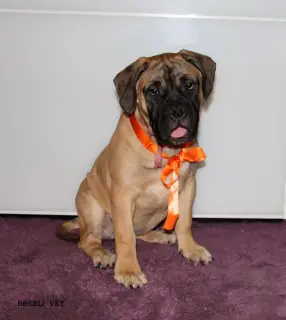 Additional photos: Chic puppies bullmastiff