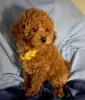 Photo №3. Toy poodle for free. Germany