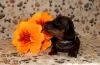 Additional photos: We offer club puppies smooth-haired dachshund with documents (UCI).