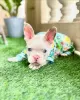 Photo №1. french bulldog - for sale in the city of Texas City | negotiated | Announcement № 115978