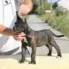 Photo №3. Cane Corso puppies for sale. Serbia