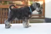 Additional photos: Miniature Schnauzer pepper and salt