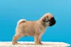 Photo №1. pug - for sale in the city of Москва | 1620$ | Announcement № 16299