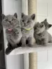 Photo №1. british shorthair - for sale in the city of Ciney | Is free | Announcement № 129692