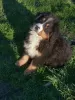 Photo №3. Male Bernese Mountain Dog LOF - 3 months - Big Size. France