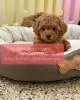 Photo №1. poodle (toy) - for sale in the city of Dudinka | Is free | Announcement № 107010