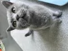 Photo №4. I will sell british shorthair in the city of Deerlijk. private announcement - price - 528$