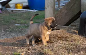 Additional photos: Xolo puppies in wool