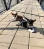 Photo №4. I will sell basenji in the city of Vladičin Han. breeder - price - negotiated