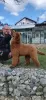 Photo №4. I will sell poodle (royal) in the city of Velingrad.  - price - 1585$