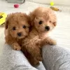 Photo №3. Toy Poodle Puppies with pedigree available now for Loving homes. Spain