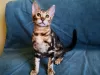 Additional photos: Bengal kittens as pets