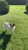 Photo №2 to announcement № 32097 for the sale of papillon dog - buy in Belarus private announcement