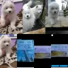 Photo №2 to announcement № 8195 for the sale of  - buy in Russian Federation breeder