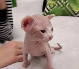 Photo №3. Canadian Sphynx nutritional kitten. Ukraine