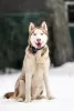 Photo №3. Handsome husky Hart is in good hands. Russian Federation