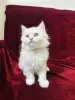 Photo №2 to announcement № 130514 for the sale of persian cat - buy in Germany private announcement