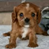 Photo №4. I will sell cavalier king charles spaniel in the city of Salvador. private announcement - price - 295$