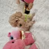 Additional photos: Maltipoo fb1 BellaQueen