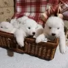 Additional photos: Samoyed puppies for sale