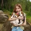 Additional photos: Beautiful tricolor beagle puppies.