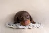 Photo №4. I will sell dachshund in the city of Minsk. from nursery, breeder - price - 1560$