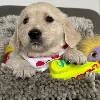 Additional photos: Golden Retriever Puppies