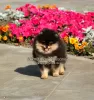 Photo №2 to announcement № 68899 for the sale of pomeranian - buy in Russian Federation from nursery, breeder