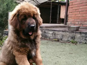 Photo №4. I will sell tibetan mastiff in the city of Samara.  - price - negotiated