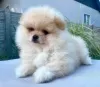 Photo №2 to announcement № 65722 for the sale of pomeranian - buy in Ukraine from nursery, breeder