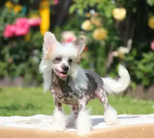 Photo №3. Chinese Crested Puppy. Russian Federation