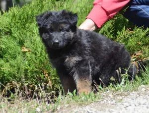 Photo №4. I will sell german shepherd in the city of Mariupol. from nursery - price - 320$