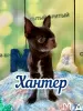 Photo №2 to announcement № 103997 for the sale of chihuahua - buy in Germany private announcement, breeder