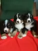 Photo №4. I will sell bernese mountain dog in the city of Bocar. breeder - price - negotiated