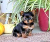 Photo №2 to announcement № 63810 for the sale of yorkshire terrier - buy in Germany 