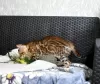 Photo №4. I will sell bengal cat in the city of Minsk. private announcement, from nursery, breeder - price - 377$