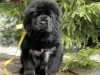 Photo №3. Tibetan Mastiff puppies. Russian Federation